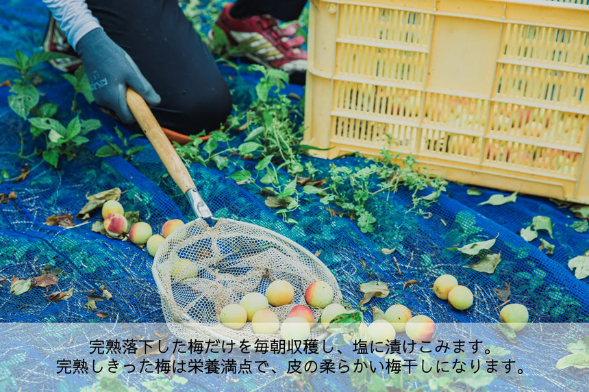 梅と塩|梅ボーイズ|和歌山県みなべ町