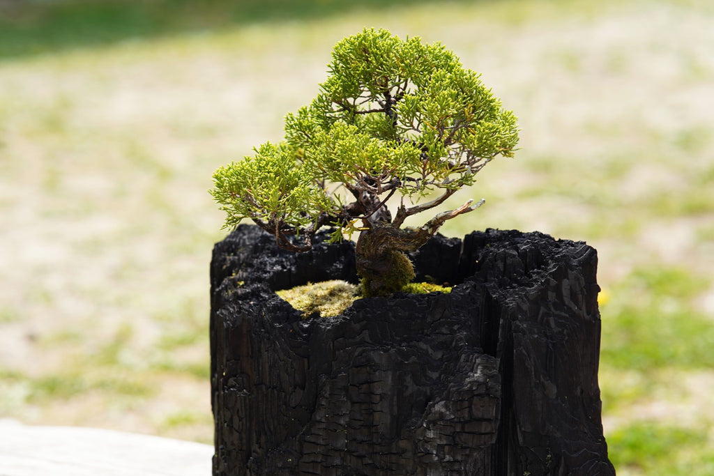 炭盆｜GreenGiftOutdoorsNagano｜長野県長野市信級 – TURNS商店｜地域