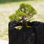 炭盆|GreenGiftOutdoorsNagano|長野県長野市信級