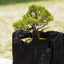 炭盆(炭POT)|GreenGiftOutdoorsNagano|長野県長野市信級