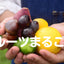 しまんと果実タルト6個入り|カゴノオト