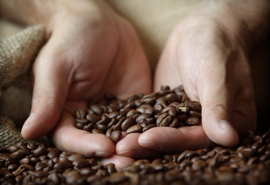 ドミニカ・プリンセサ・ワイニー・ナチュラル|50 COFFEE & ROASTERY