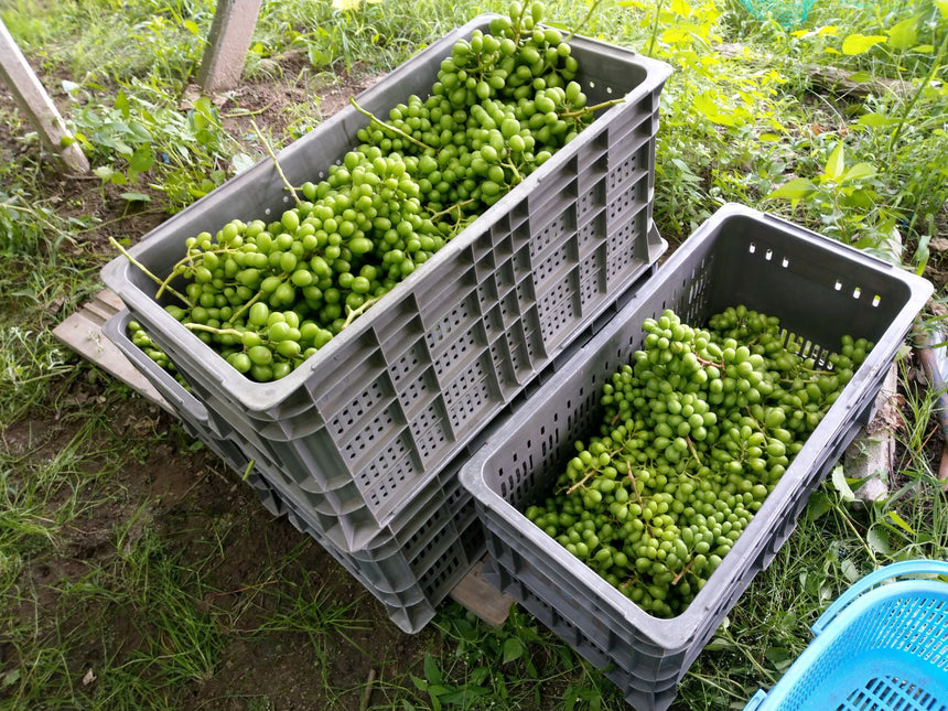 ふえふきマスタード食べ比べセット|笛吹マスタード工房