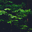 QINO SODA（キノソーダ）黒文字 & 杉 6本セット(各3本)｜fabriq｜石川県白山市