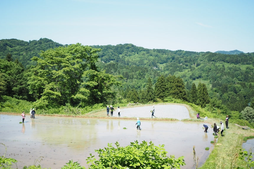「こうじ香る」自然をたべる 麹チーズケーキ 4~6人用［グルテンフリー］｜里山BOTANICAL