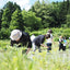 「こうじ香る」自然をたべる 麹チーズケーキ 4~6人用［グルテンフリー］｜里山BOTANICAL