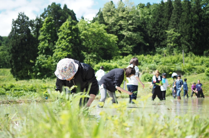 「こうじ香る」自然をたべる 麹チーズケーキ 4~6人用［グルテンフリー］｜里山BOTANICAL