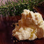 「ぎっしり里の実」自然をたべる 麹チーズケーキ 4~6人用［無添加・グルテンフリー］｜里山BOTANICAL